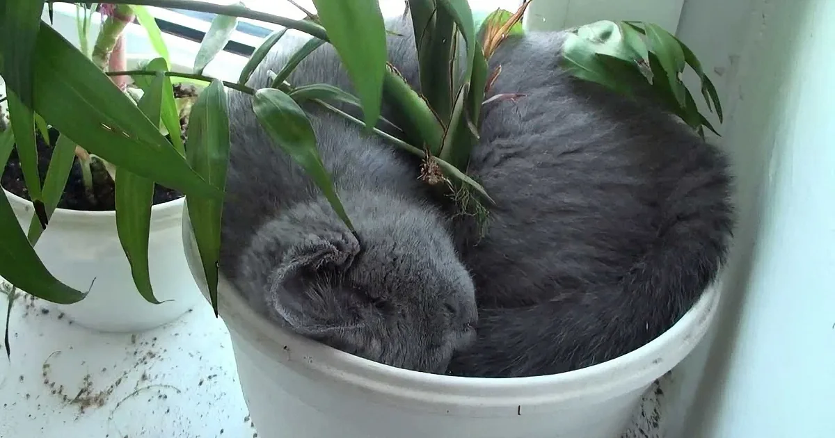 This Kitten Has Found the Most Interesting Sleeping Spot!