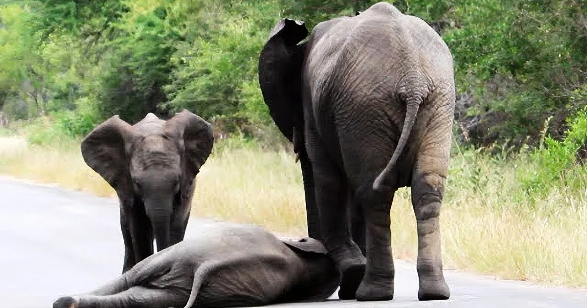 A baby elephant lies on the road, while an adult elephant stands nearby, both surrounded by greenery.