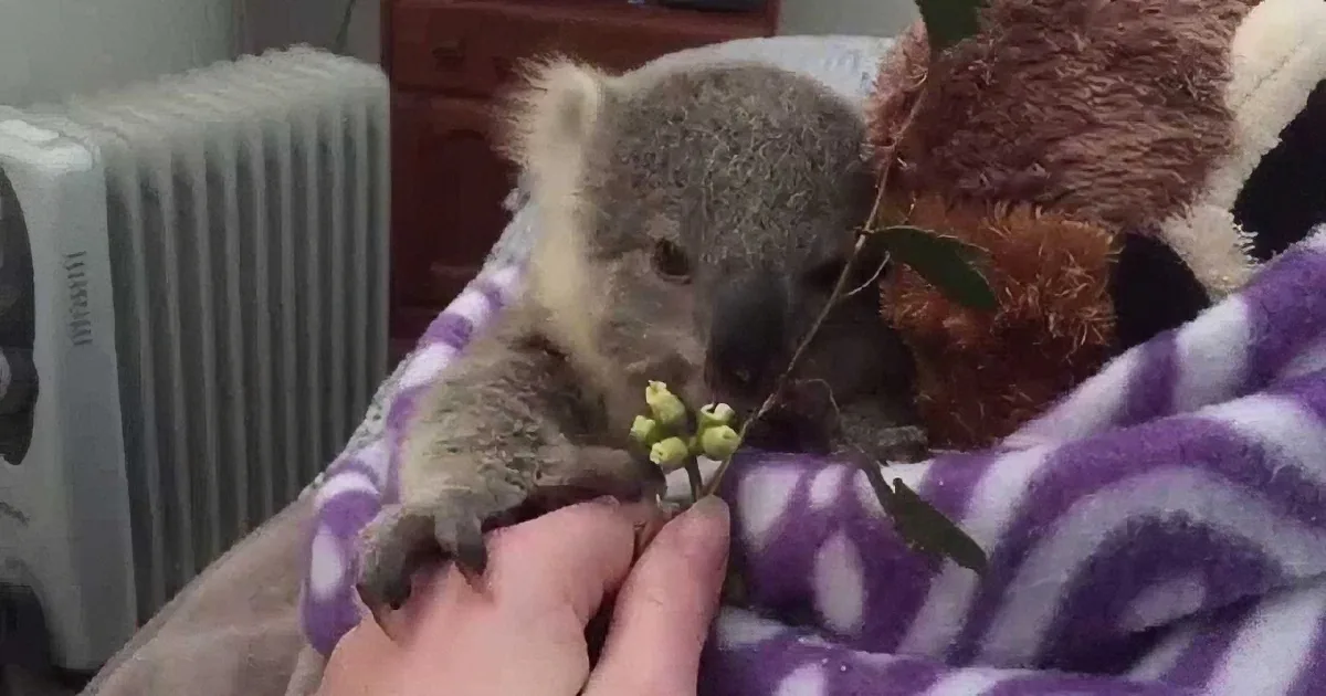 A koala rests on a purple blanket, holding a leaf, with a hand gently holding its paw.