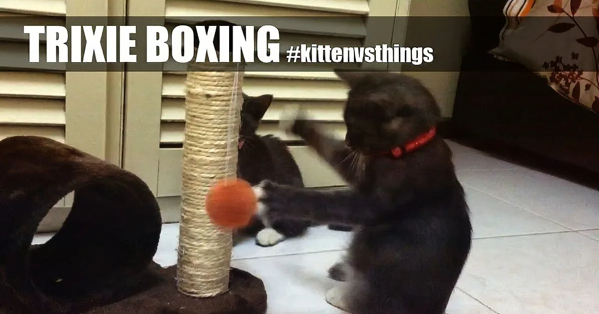 Two black kittens are playfully boxing on a scratching post with a red ball.