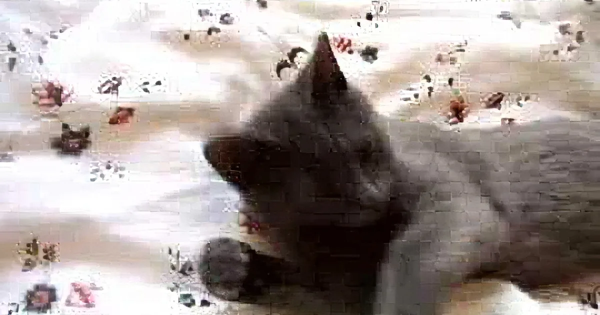 Cat Is Like Any Teenager Who Hates to Wake Up.