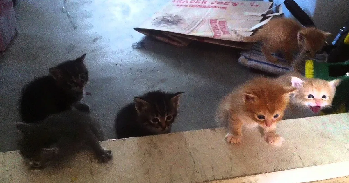 Several kittens of different colors are gathered on a concrete floor, some near a mirror.