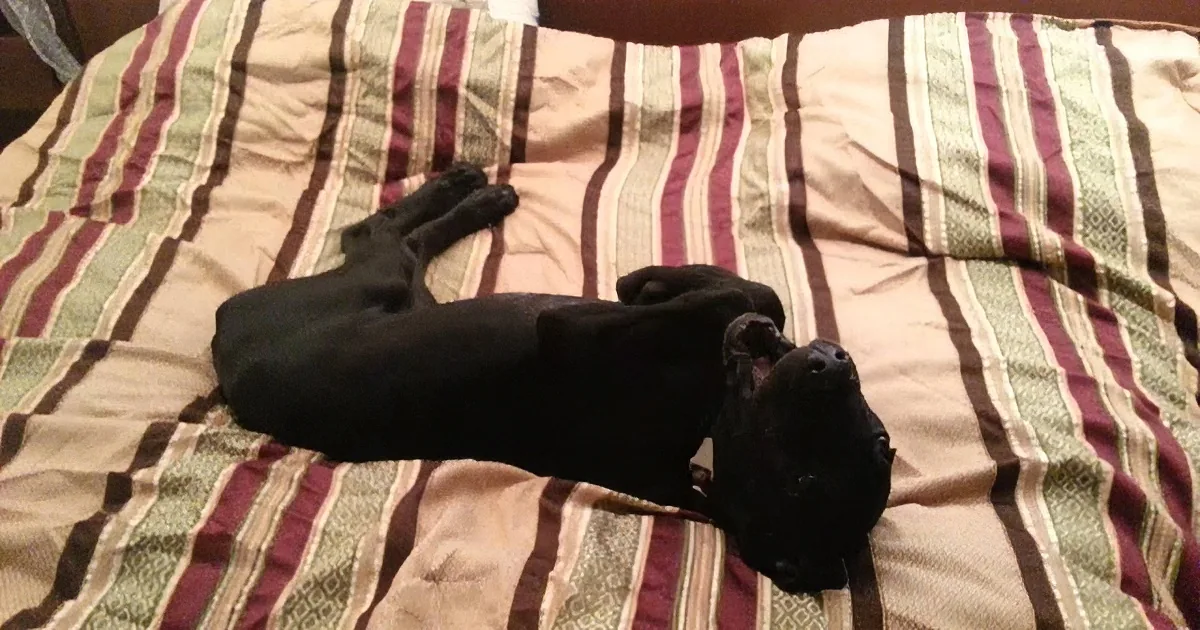 A black dog lies on a striped bedspread, stretching out with its head near the edge.