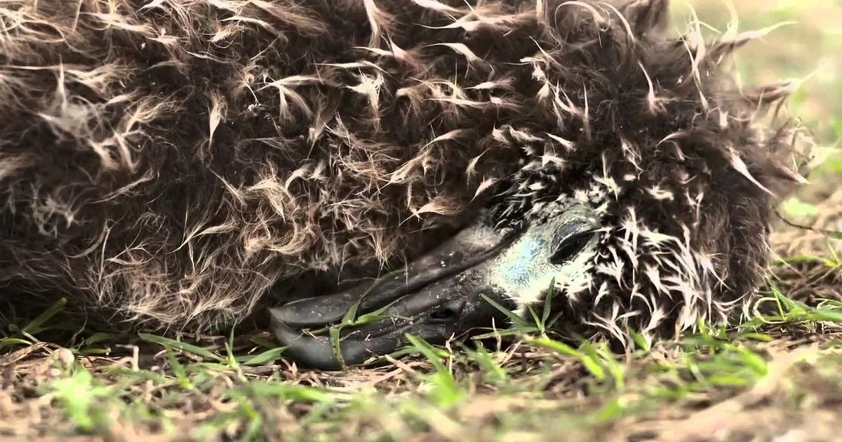 A fluffy, dark-colored bird lies on grass, its head resting on the ground, appearing lifeless.