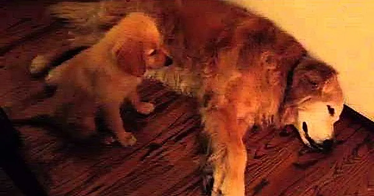 A golden retriever and a puppy are interacting on a wooden floor, with the puppy standing and the larger dog lying down.