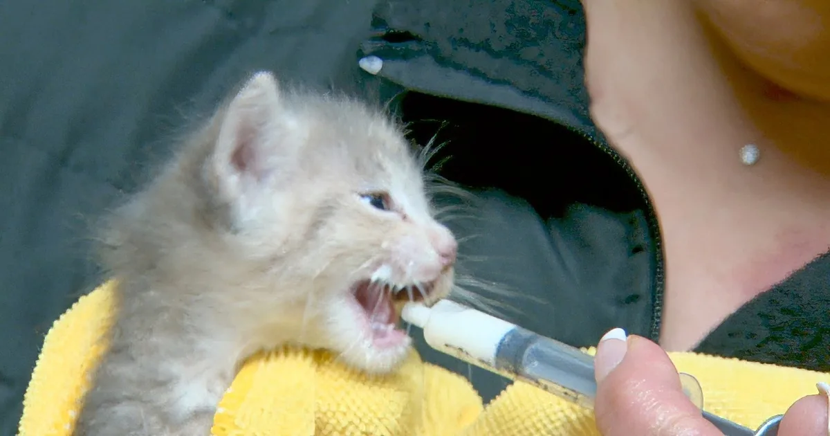 A kitten wrapped in a yellow towel is being fed from a syringe by a person.