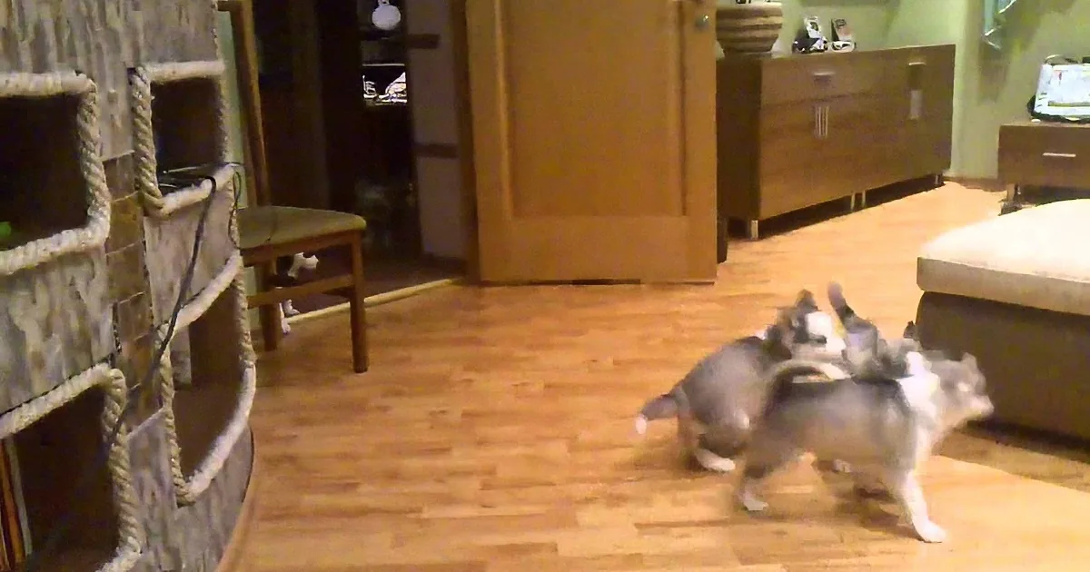 Two small dogs, one gray and white, are playfully interacting on a wooden floor in a cozy living room.