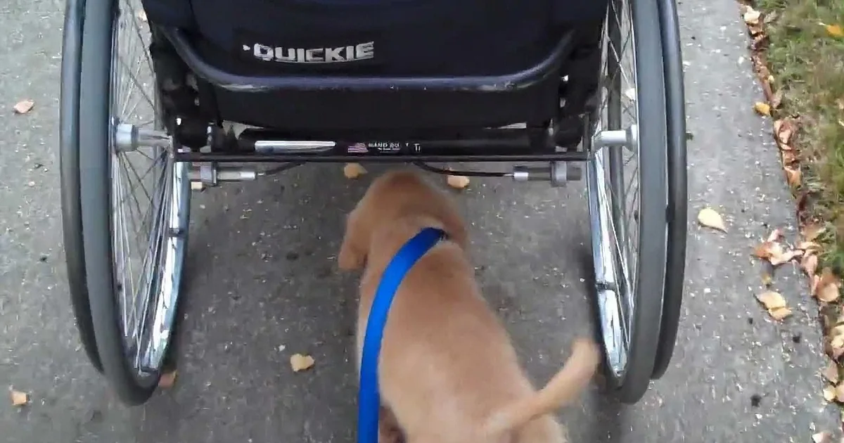 A dog wearing a blue harness stands near a black wheelchair with "QUICKIE" written on it.