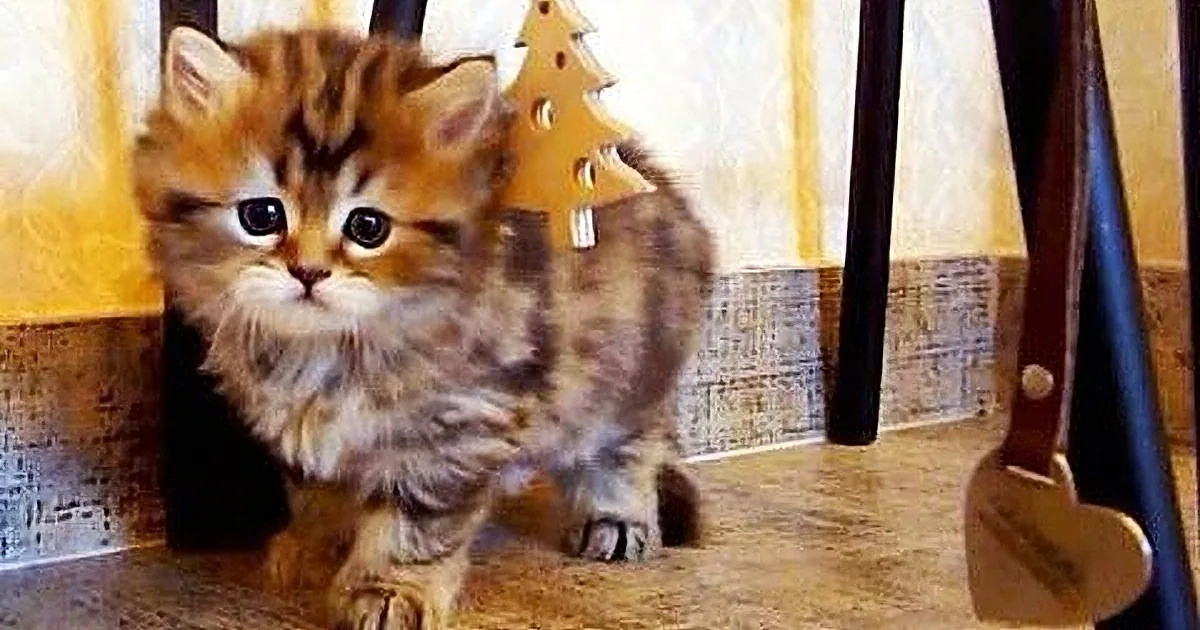 A fluffy, striped kitten with large eyes stands on a wooden floor, looking directly at the camera.