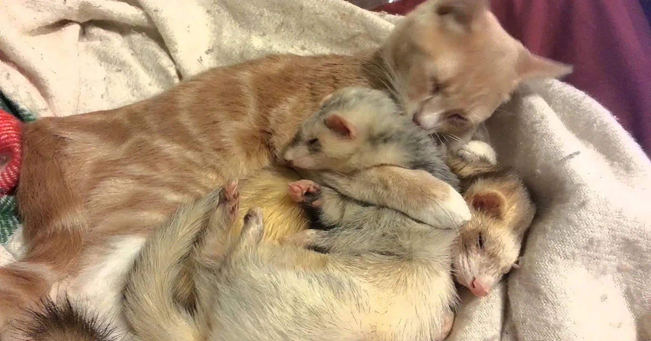 A cat is cuddling with ferrets on a blanket, creating a cozy and adorable scene.
