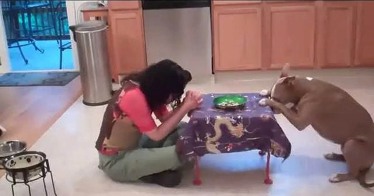 This Pit Bull Can Run the Whole House!