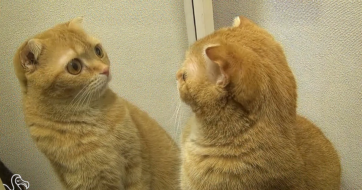 A ginger cat with folded ears looks at its reflection in a mirror.