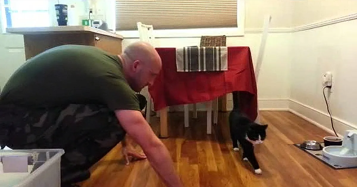 Why We Don''t See Videos About Cats Welcoming Home Soldiers!