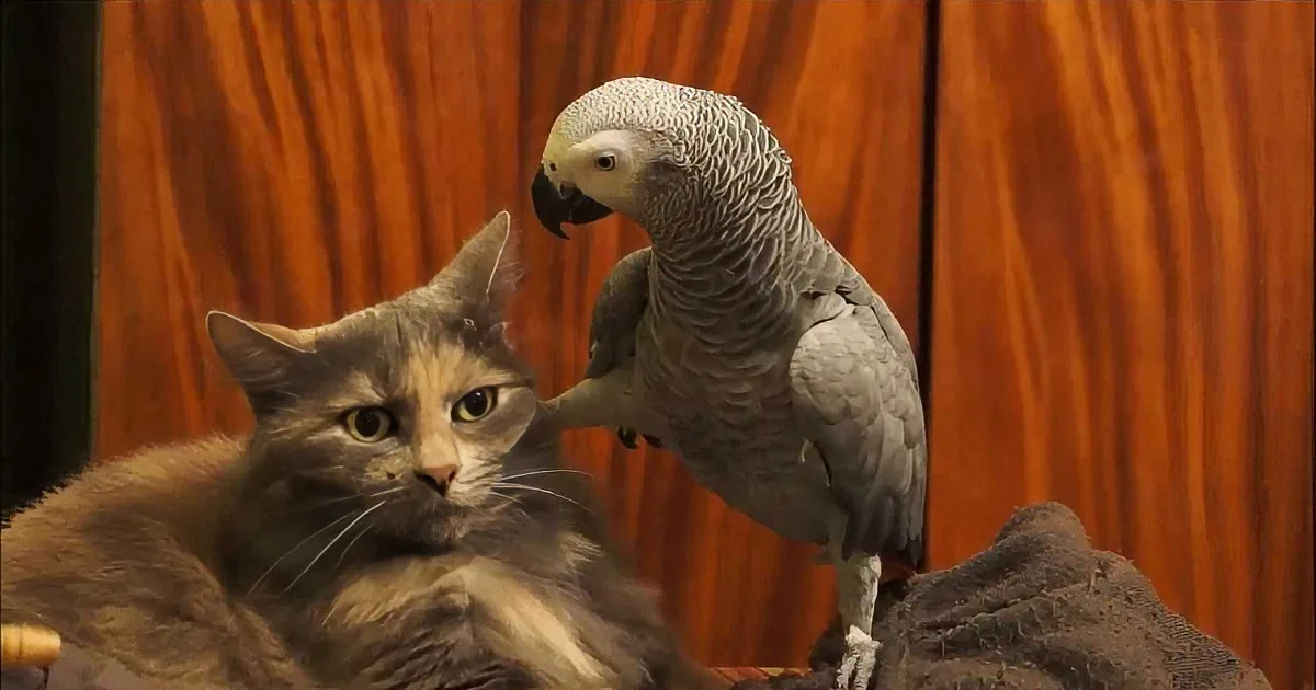 This Cat Should Be Crowned ''Most Patient''