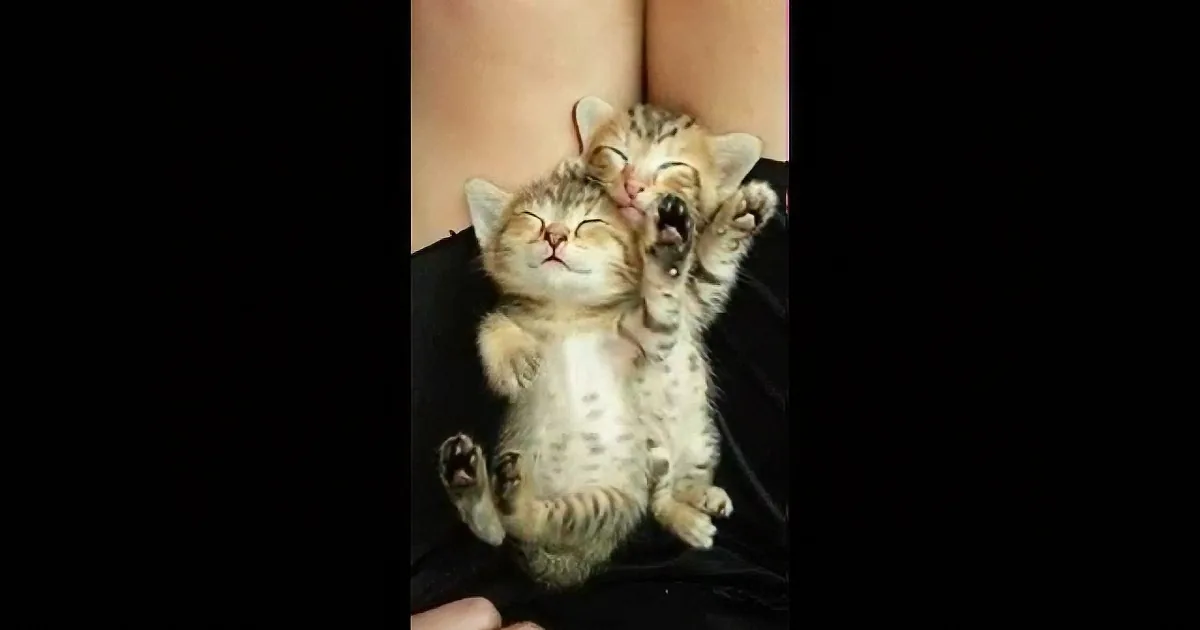 Two adorable kittens, one yawning, snuggled together on someone's lap.