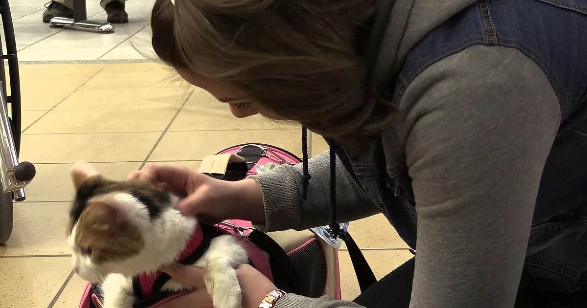 A woman pets a small, fluffy cat in a pink carrier at an airport.