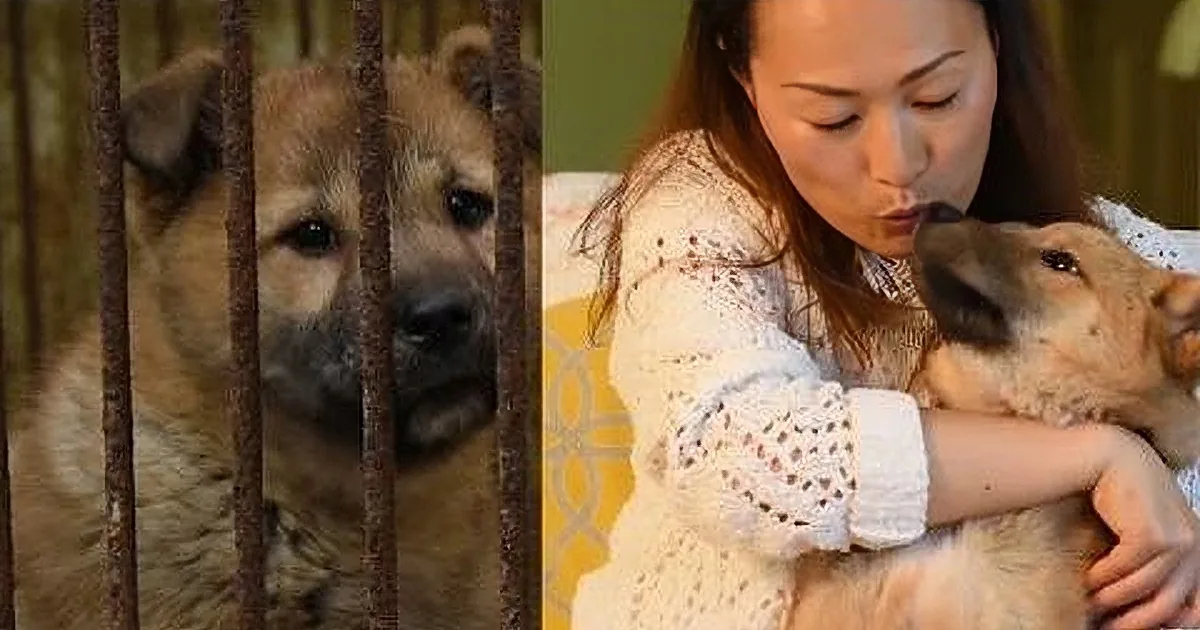 A dog in a cage, then being held and kissed by a woman, with close-ups of the dog's face and the woman's hand.