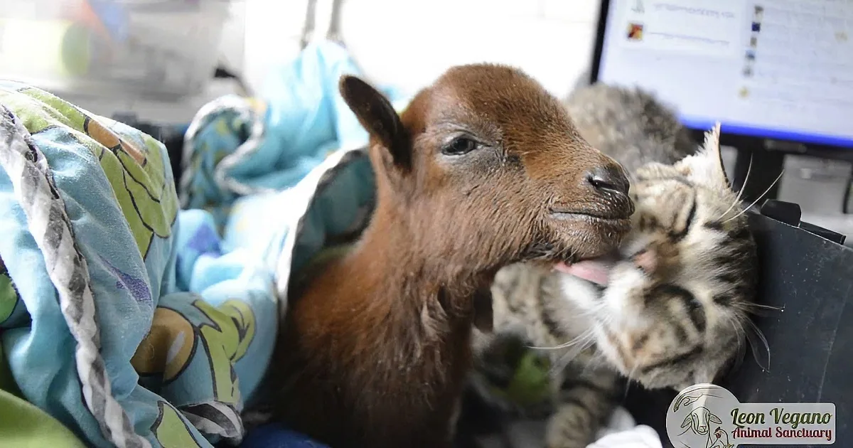 Cody the Rescue Cat Really Wants His Rescued Baby Goat Buddy to Get Well Quickly
