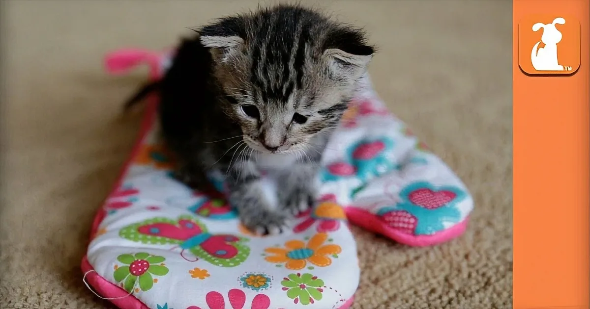 A small kitten with striped fur is nestled on a colorful floral blanket on a carpeted floor.