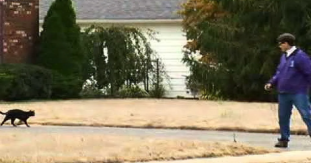 A cat walks across a lawn as two people stand nearby, one in a purple shirt.
