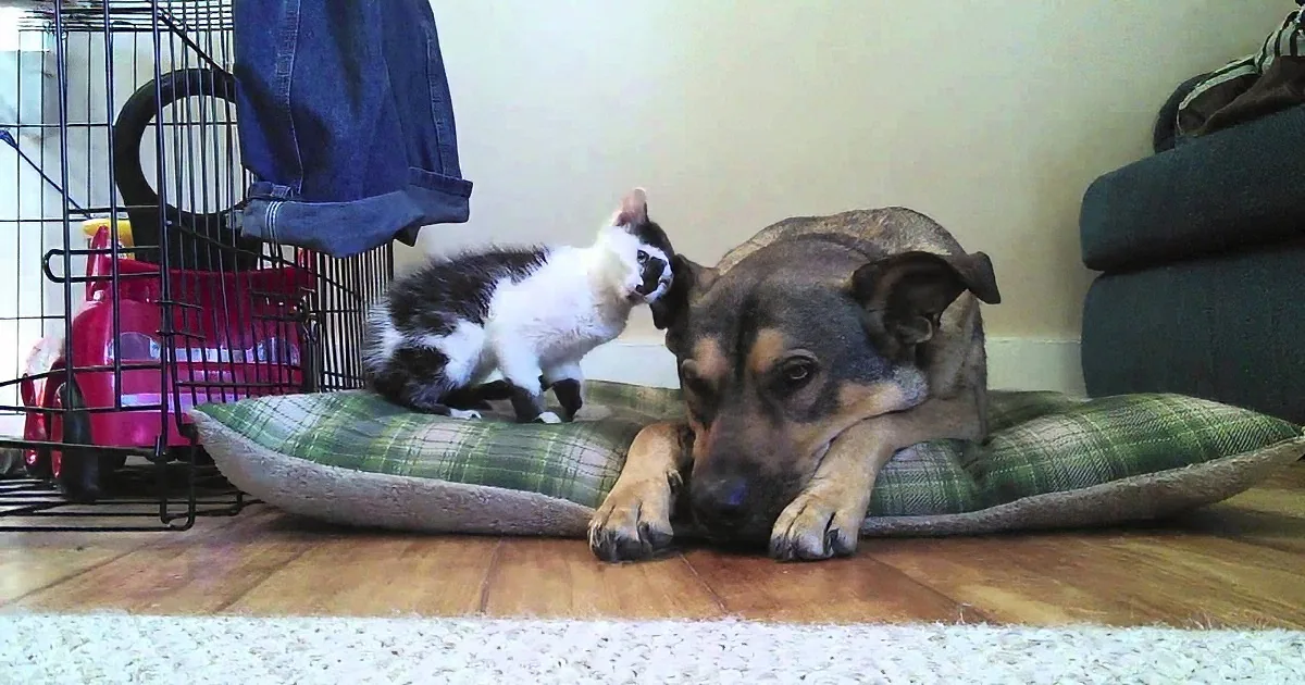 A dog rests on a green plaid pillow while a kitten stands on a black cage nearby.