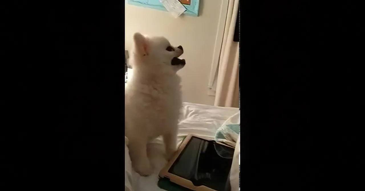 A white dog stands on its hind legs, looking up at something off-screen with its mouth open.