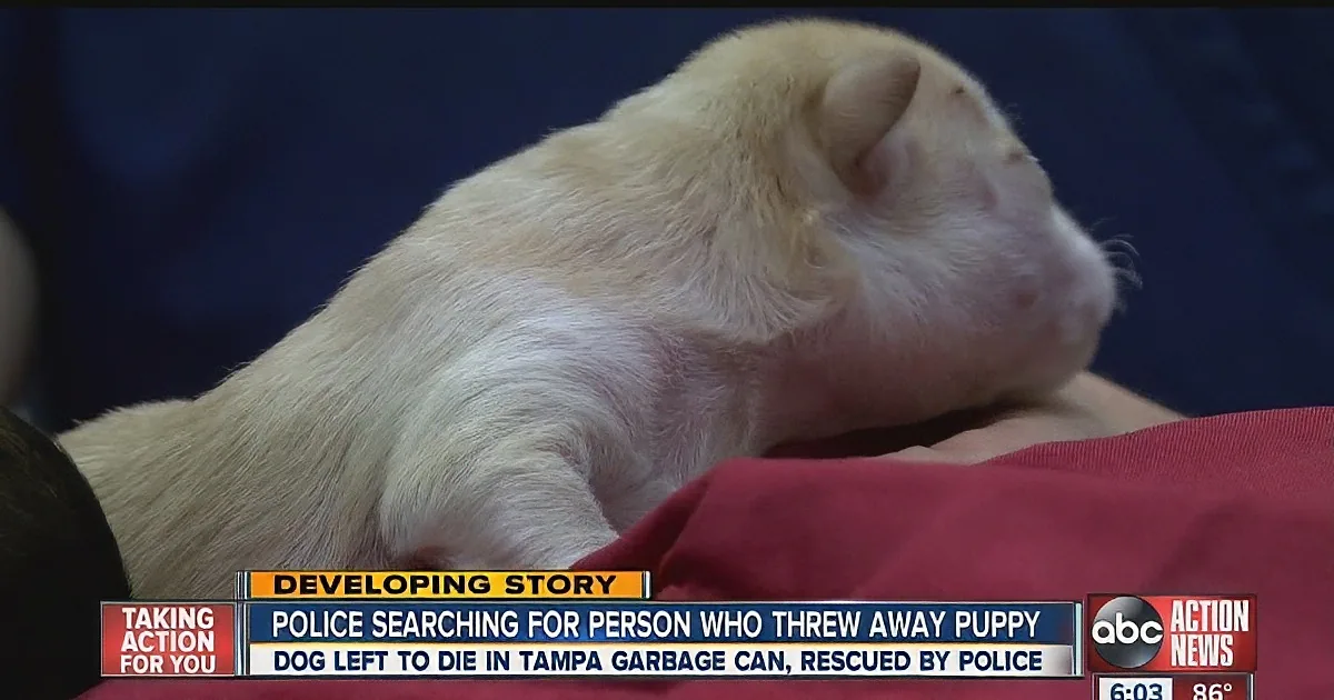 A pale, thin puppy is being held, rescued by police from a garbage can in Tampa.