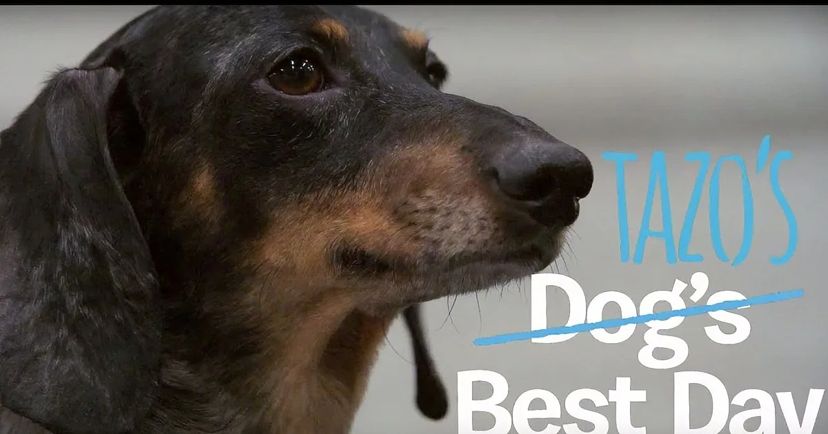 Tazo''s Story Will Have You Reaching for the Tissues. Check out the Amazing Story of This Two-Legged Dog!