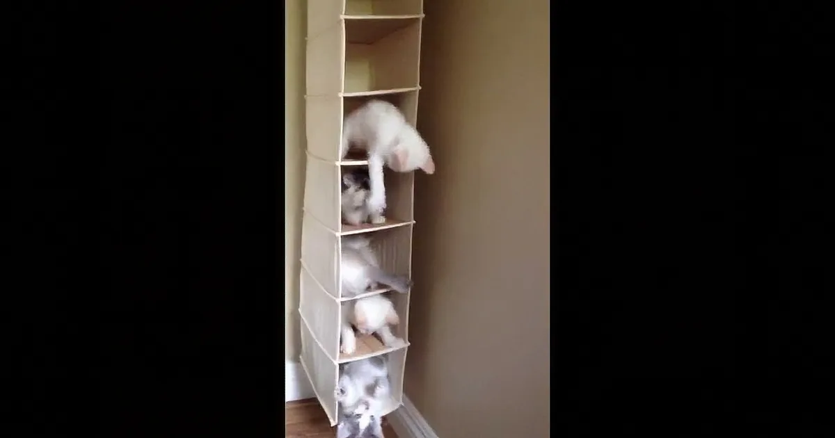 Woman Went to Check on Her Kittens and What She Found Was Incredible! Too Cute for Words!