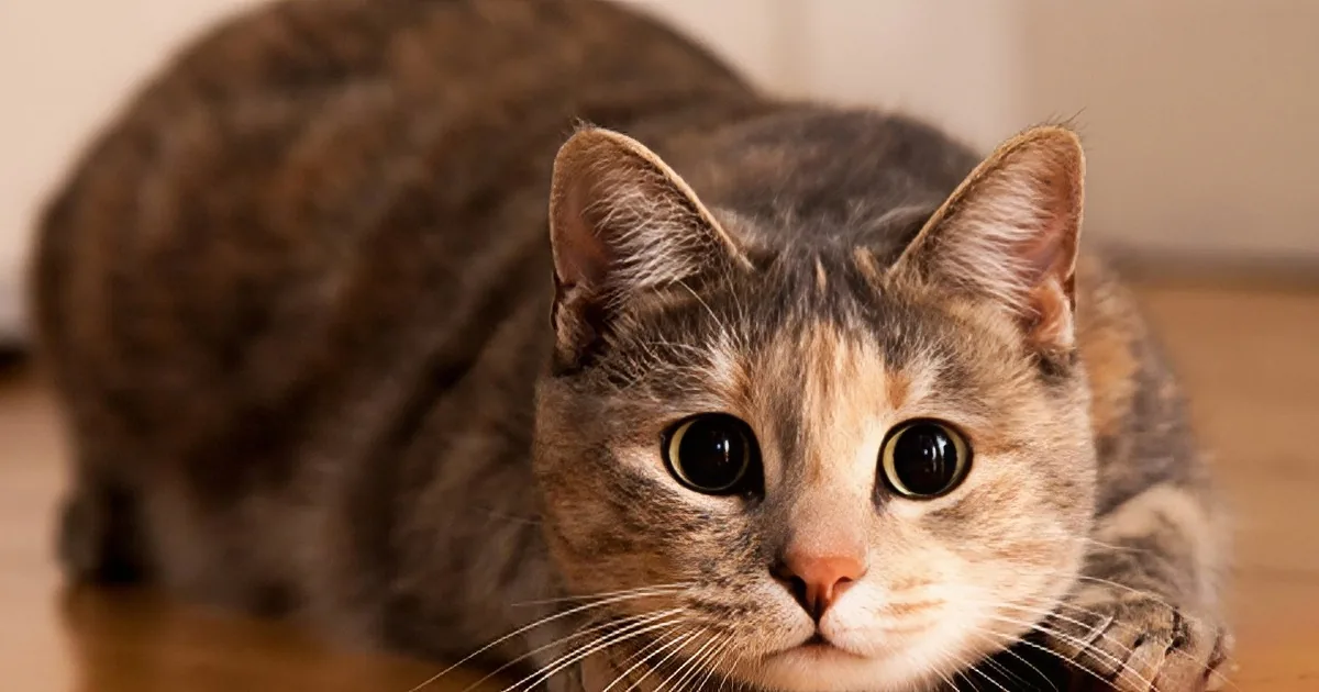 The 40 Most Unexpected Cat Jumps You'll Ever See!