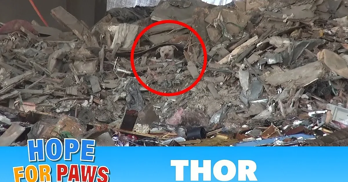 A dog is partially hidden in debris, surrounded by rubble and wood, with a "Must See" text overlay.