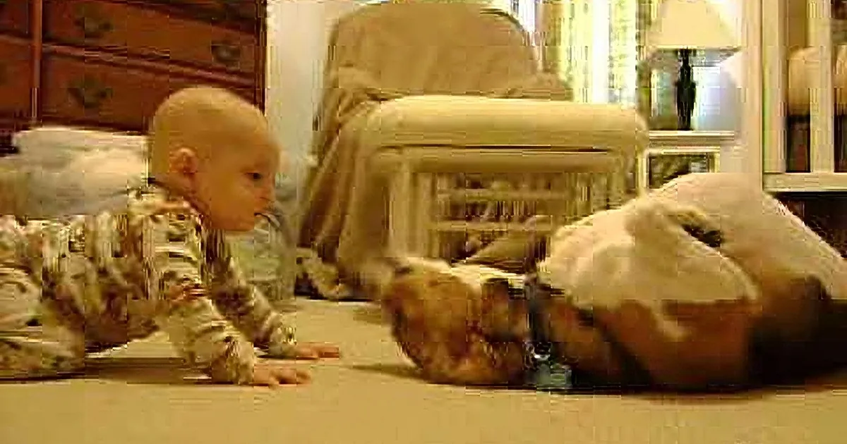 A baby in camouflage pajamas is crawling on a carpet, reaching out towards a dog.