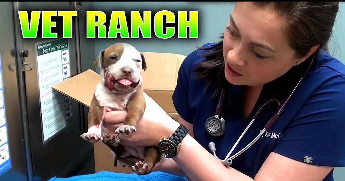 A vet examines a happy, injured puppy at a veterinary clinic.