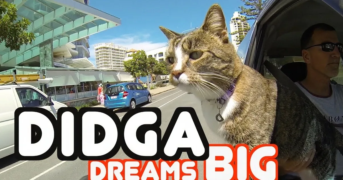 This Cat Was Being Chased. Then This Happened? Nothing Prepared Me for This Surprise!