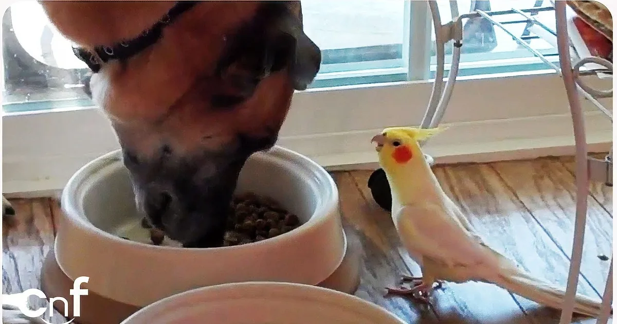 A dog eats from a bowl while a cockatiel perches nearby, both in a cozy indoor setting.