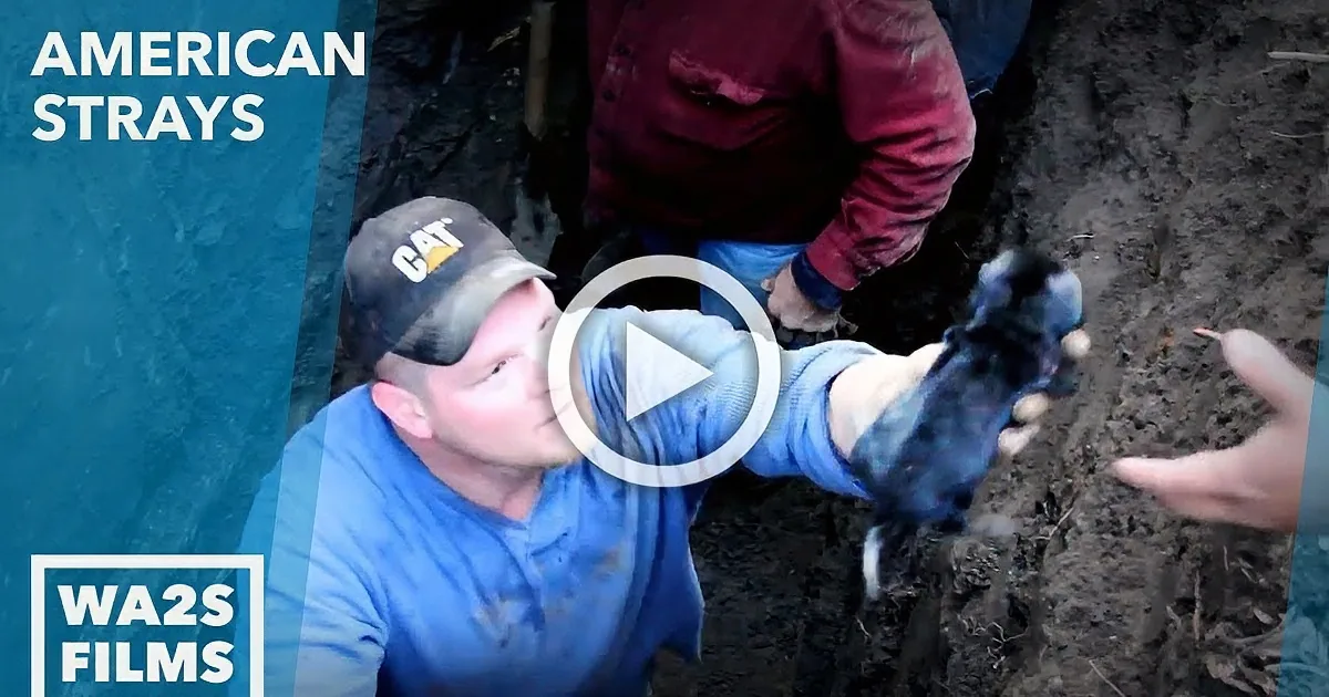 A man in a blue shirt and CAT hat holds a small black puppy while another person reaches out to take it.