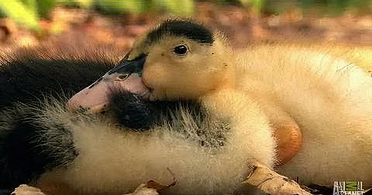 A fluffy duckling with a black head and white body is nestled among autumn leaves.