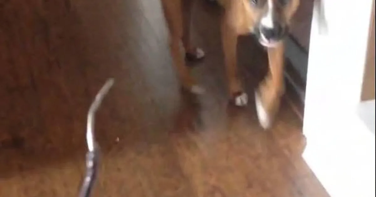 Guilty Dog Thought He Was Going to Get a Treat From Mom. but When He Saw the Chewed up Glasses? LOL!