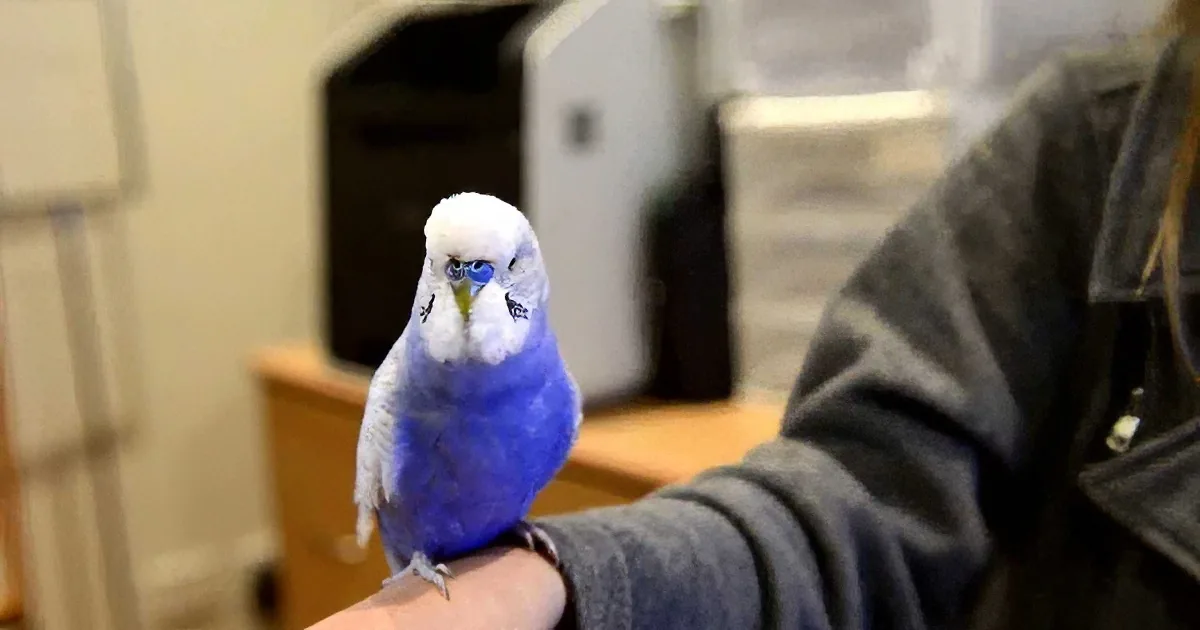 A blue and white parakeet perched on a person's arm in a room with furniture.