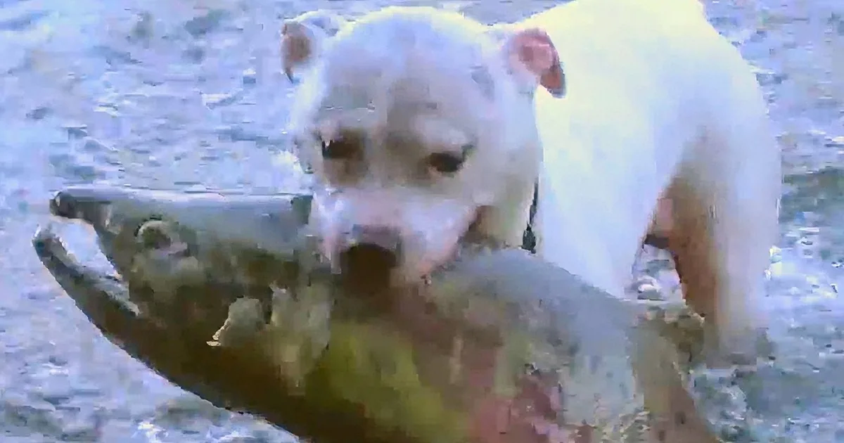 A white dog with a red collar is standing on a tree branch in a snowy environment.