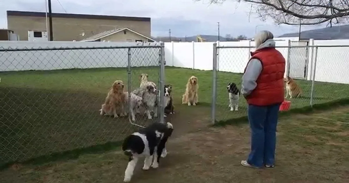 A woman in a red vest stands outside a fenced area with several dogs, including a black and white one in the foreground.