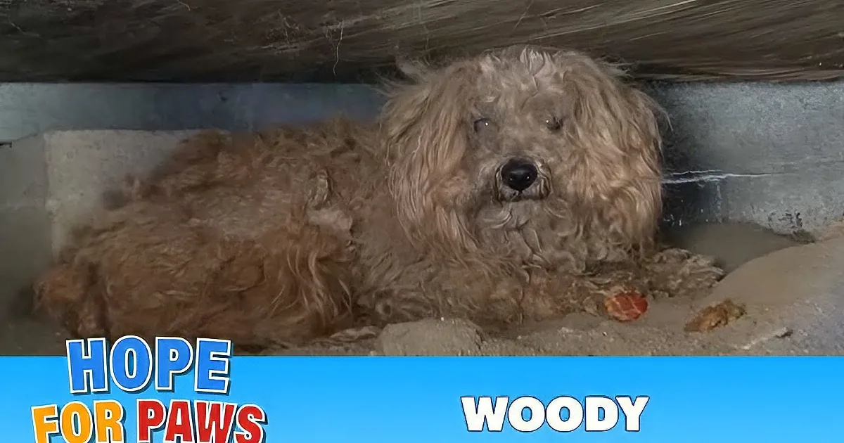 They Found This Abandoned Dog Waiting for His Departed Owner. What They Do Next? Touching!