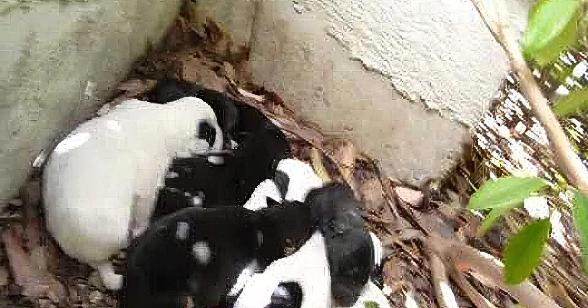 Several black and white puppies are huddled together on the ground near a wall.