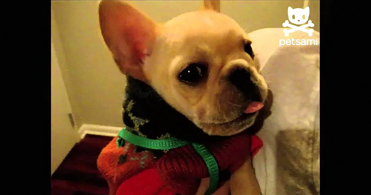 Have You Ever Wished Your Pet Would Say They Loved You Back? Watch This Cute Pup Show His Love for His Mom