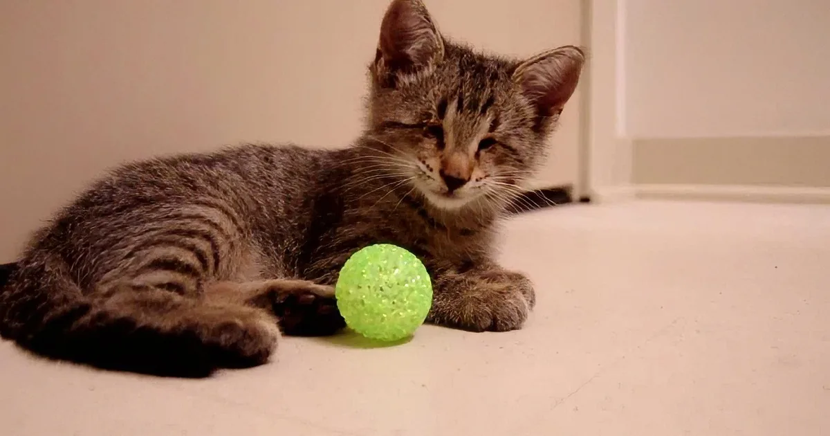 This Blind Kitten Gets His First Toy Ever. Wait for His Precious Reaction!