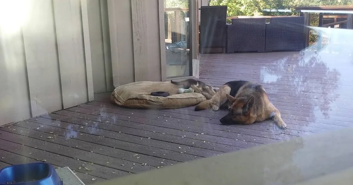 A German Shepherd dog is lying on a wooden deck, resting on a cushioned bed.
