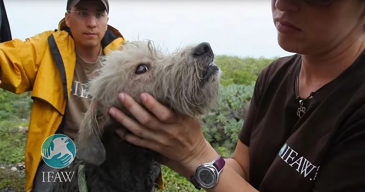 Poor Dog Was Covered in Motor Oil When They Found Him. Watch What They Do for Him!