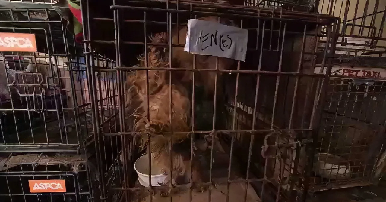 A dog is in a cage with a sign that says "FEN(e)" and is surrounded by other cages.