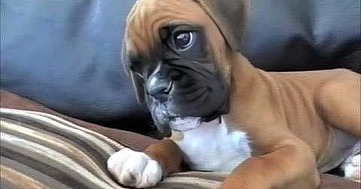 Confused Pup Does This When He Hears Mom''s Voice on the Phone. so Adorable!