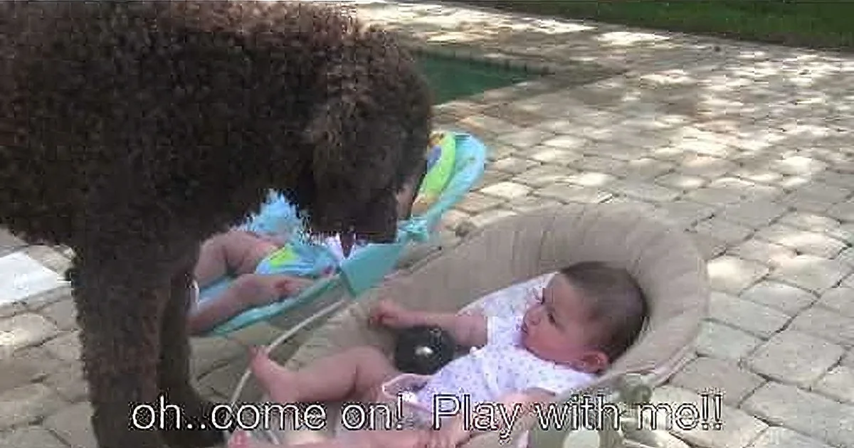 This Poor Dog Wanted to Play With Those Twins... His Reaction When They Ignore Him? Aww so Cute!